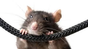 Solusi Mengatasi dan Mencegah Gigitan Tikus pada AC