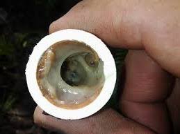 Penumpukan Kotoran dan Sludge