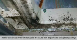 Pertumbuhan Lumut dan Jamur