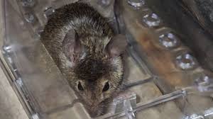 Unit outdoor menjadi sarang tikus